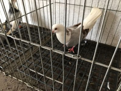 Vând lot 100 de jucatori