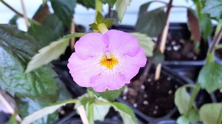 Lavender Flame 2017