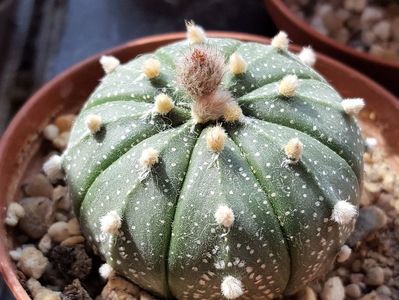 Astrophytum asterias