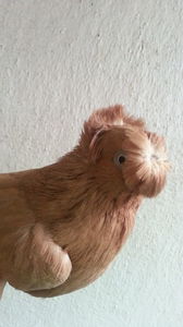 FEMELA
