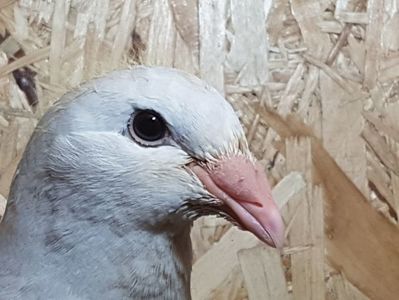 10 pui argintiu mascul
