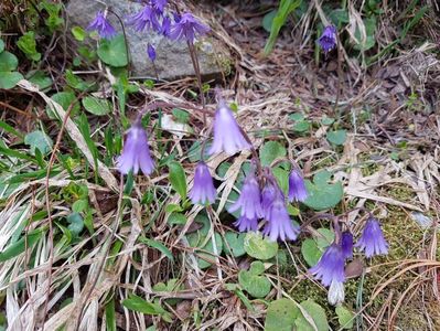 Inca o culoare in peisaj, niste clopotei adorabili