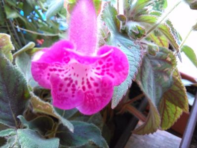 kohleria Marta