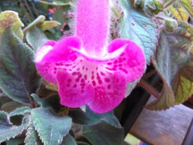 kohleria Marta