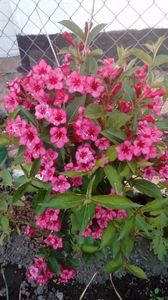 Weigela Bristol Ruby