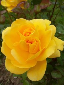 TH galben - floare foarte mare