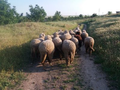 Carlane; În drum spre "frizerie"
