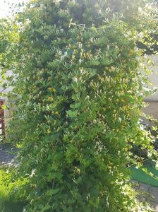 Lonicera- caprifoi