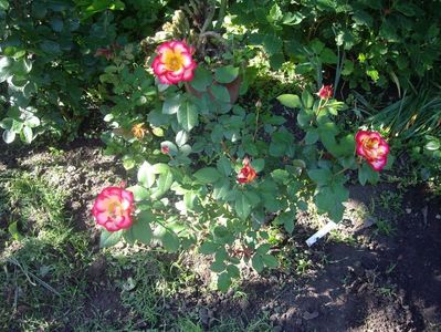 IMGP0622