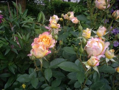 IMGP0631