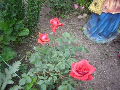 IMGP0633