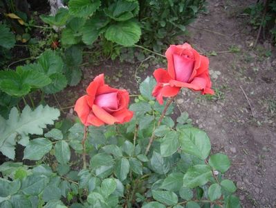 IMGP0634