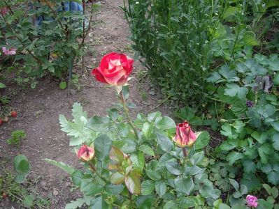 IMGP0636