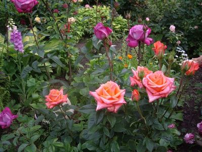 IMGP0638