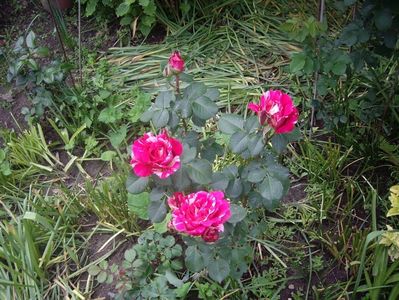 IMGP0639
