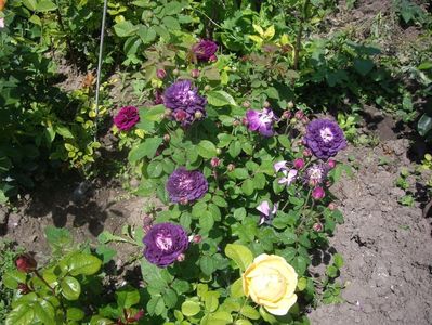 IMGP0642