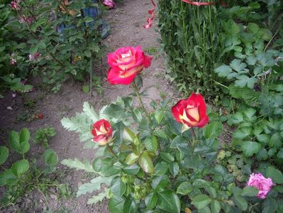 IMGP0648