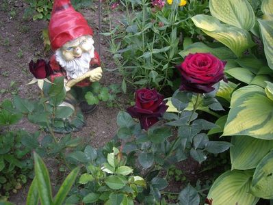 Black Baccara