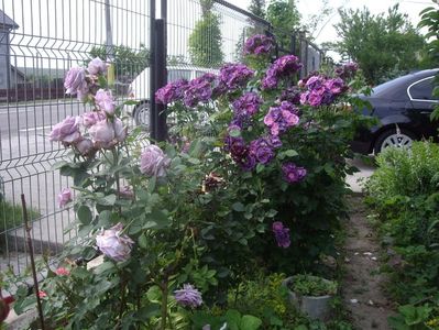 IMGP0660