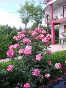 IMGP0666