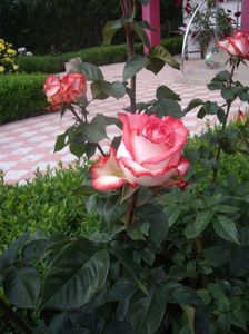 IMGP0668