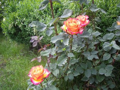 IMGP0673