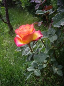 IMGP0674