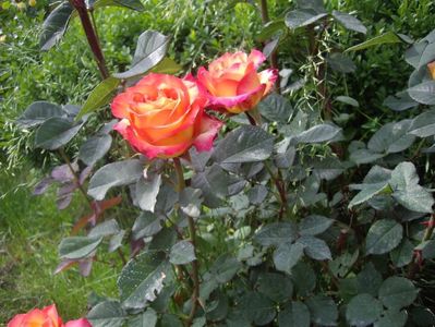 IMGP0675