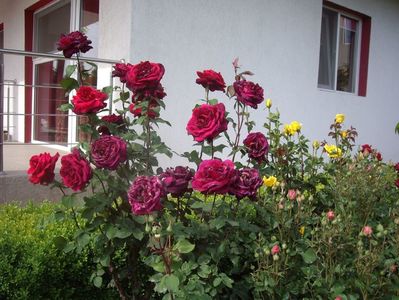 IMGP0676