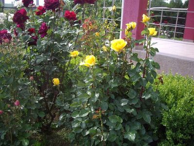 IMGP0677