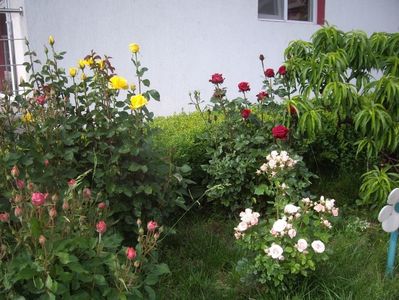 IMGP0678