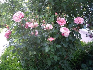 IMGP0680