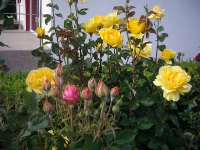 IMGP0683