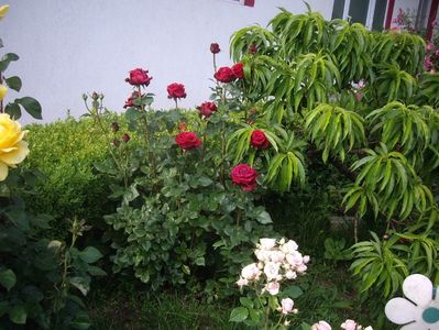 IMGP0684