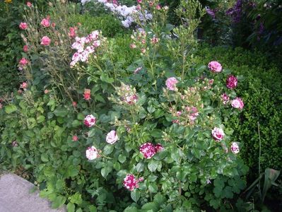 IMGP0685