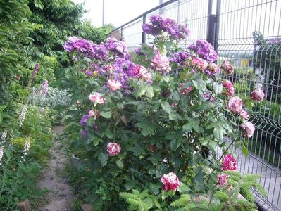 IMGP0688
