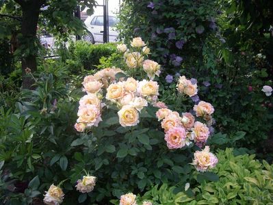 Rose des Cisterciens