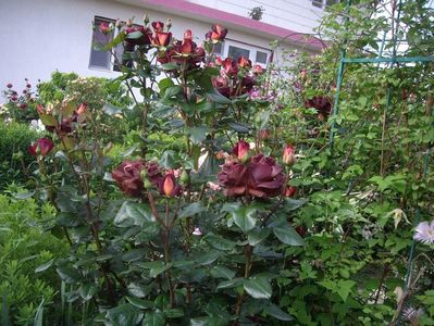 IMGP0702
