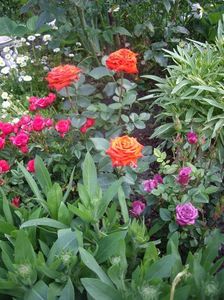 IMGP0707