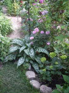 IMGP0712