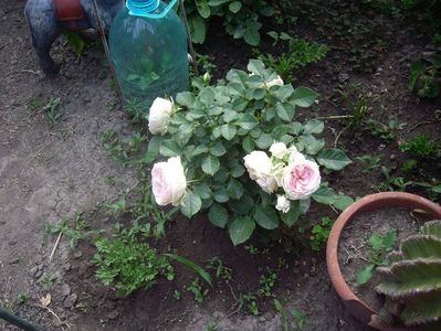 IMGP0713
