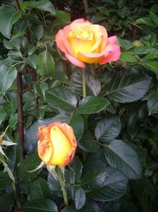 IMGP0718