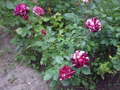 IMGP0721