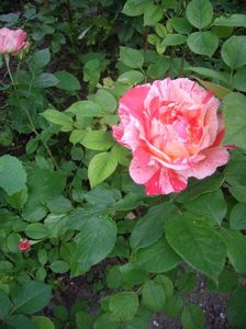 IMGP0726
