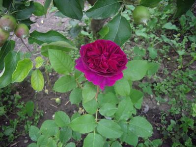 IMGP0730