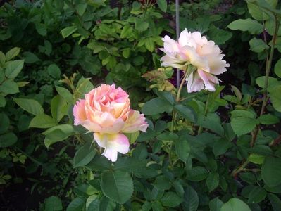IMGP0735
