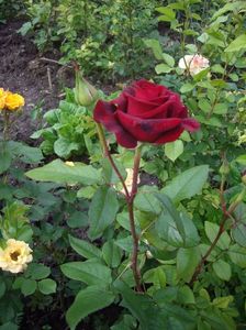 IMGP0736