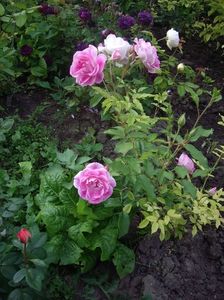 IMGP0738