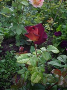 IMGP0739