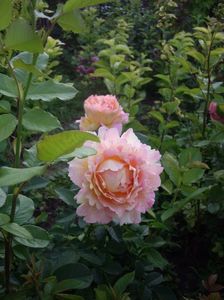 IMGP0740
